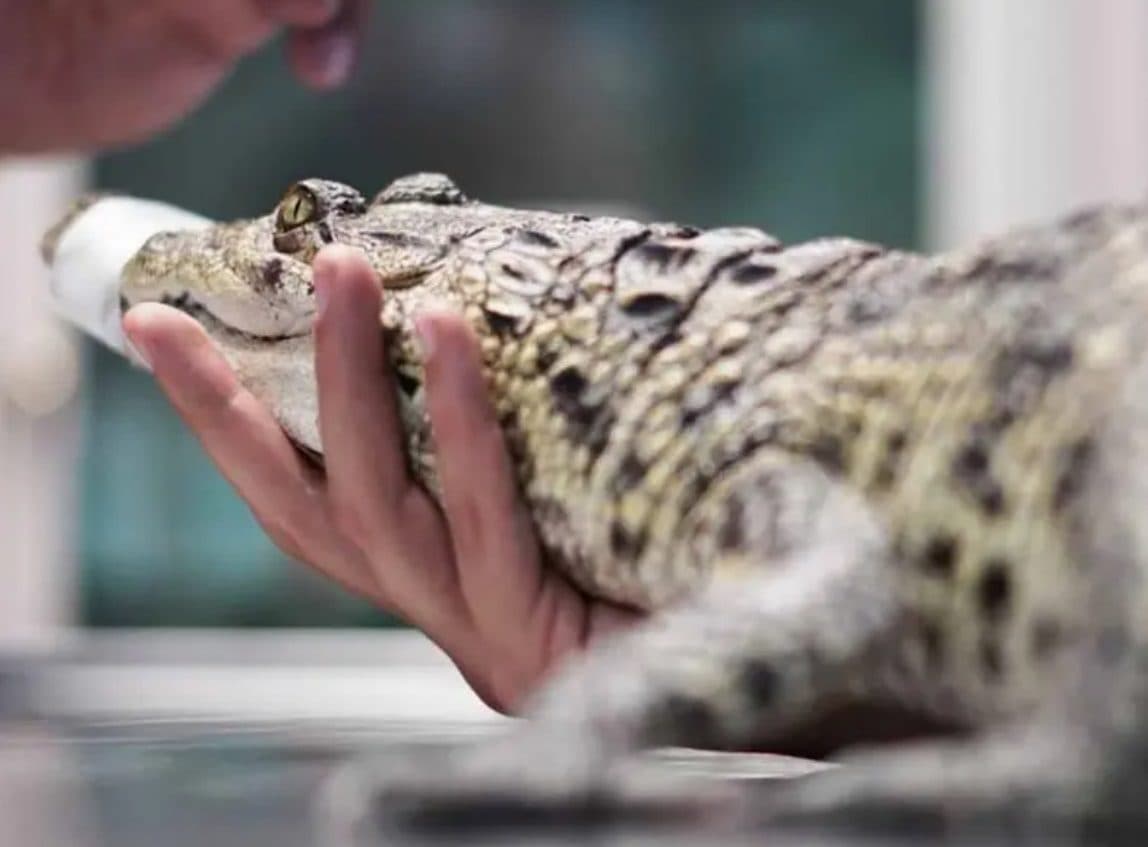 Se revela sobrepoblación de cocodrilos en Tamaulipas y sugieren trasladarlos a otros estados
