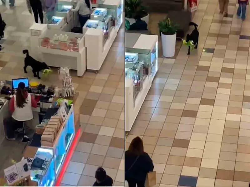 Graban a perrito robando peluche en centro comercial