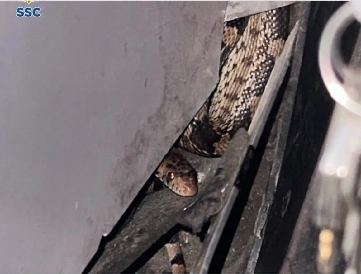 Una víbora sorprendió al chofer de un camión en Pantitlán al aparecer entre los pedales