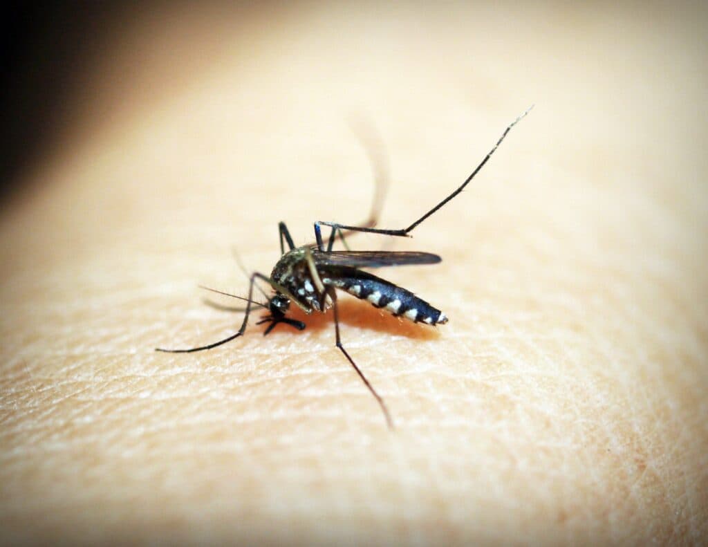 Mosquito alimentándose sobre la piel humana, ilustrando cómo estos insectos eligen a sus víctimas según señales químicas.
