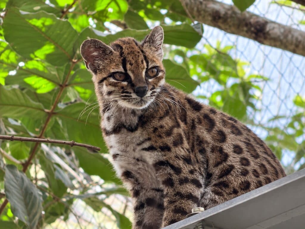 Pequeño felino Tilcayo, con pelaje manchado, posando sobre una superficie en un entorno natural de los Yungas, Bolivia.