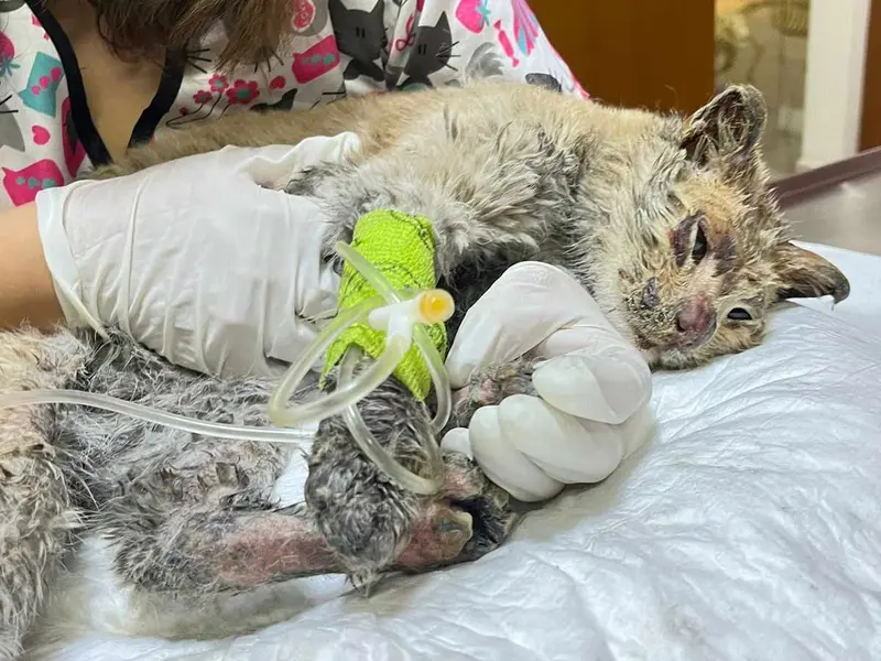 Mazapán: el gatito que sufrió quemaduras por incendio en Neza, pide ayuda