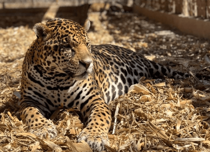 Felinos del Black Jaguar del Ajusco, se recuperan